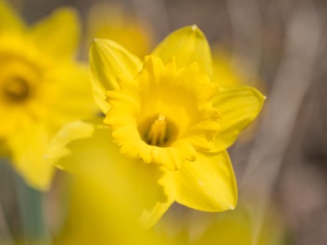 Brzké jaro v zámeckém parku